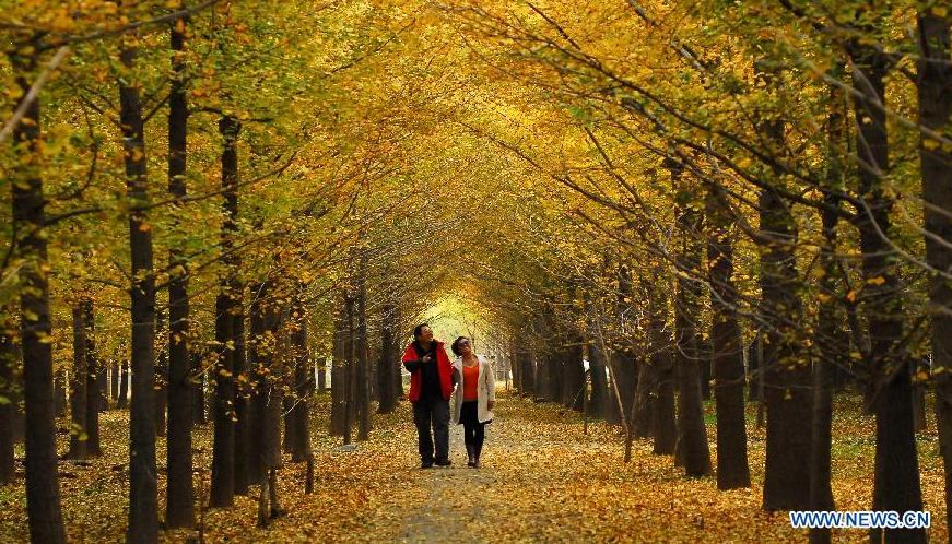 Autumn ginkgo leaves in Shandong, E China - China.org.cn