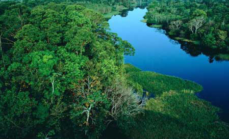 Deforestation in Brazil's Amazon rainforest hits record low - China.org.cn