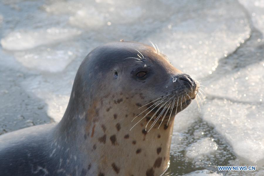 Harbor seals brace for coldness in China's Yantai - China.org.cn