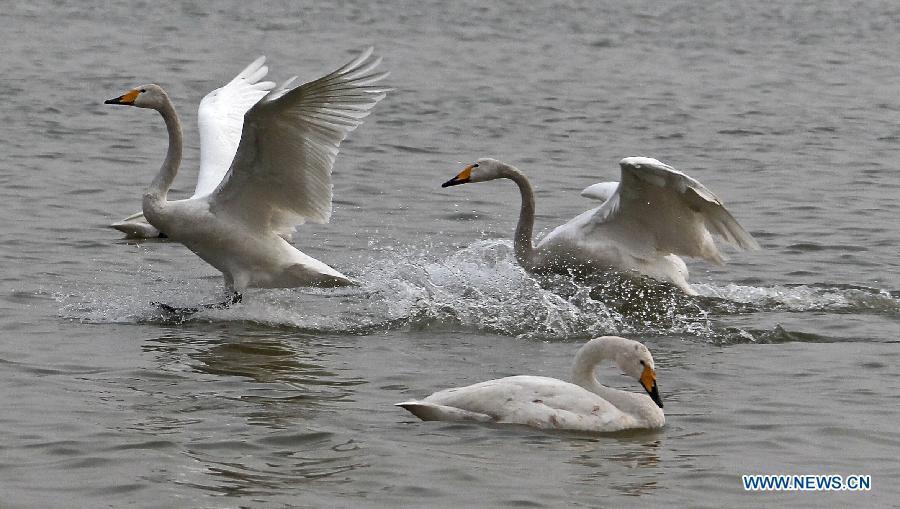 Swans on wetland of Yellow River in Pinglu County, N China - China.org.cn