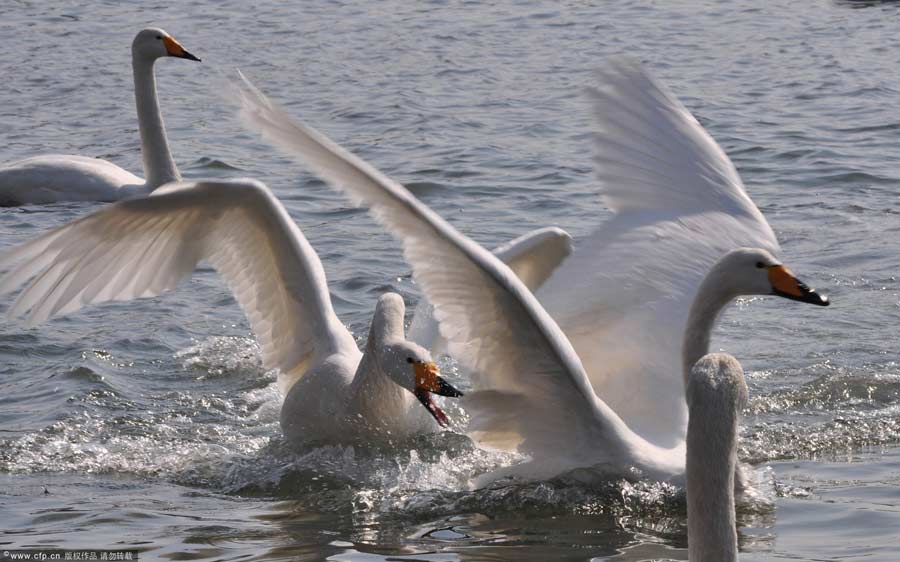 Whooper swans prepare for spring migration - China.org.cn