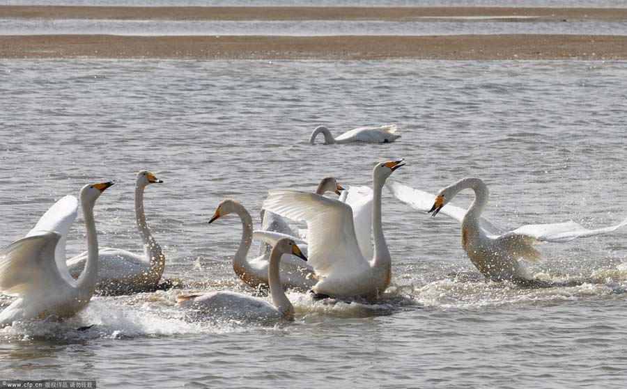 Whooper swans prepare for spring migration - China.org.cn