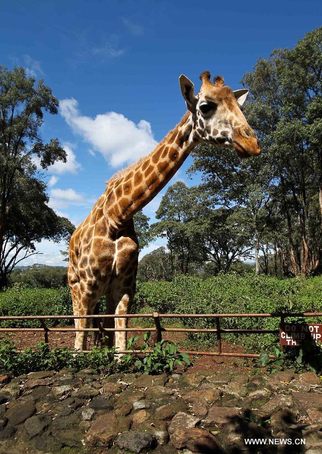 Giraffe center in Nairobi - China.org.cn