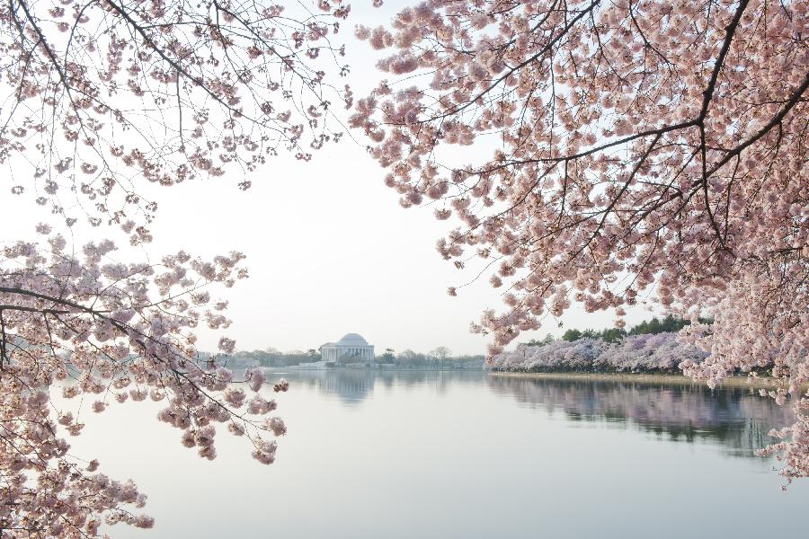 Beautiful cherry blossoms in Washington D.C. - China.org.cn