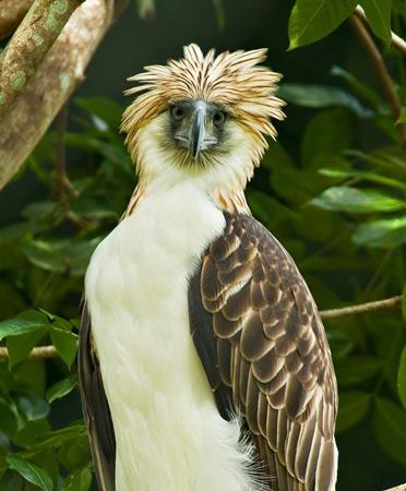 New protection areas set out for Philippine Eagle - China.org.cn