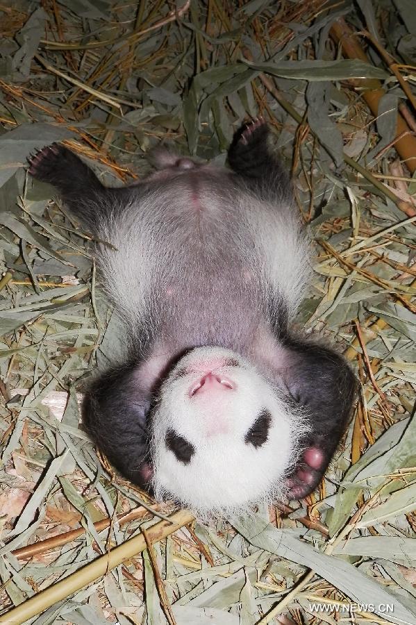 Panda cub born in Vienna's Schoenbrunn zoo - China.org.cn