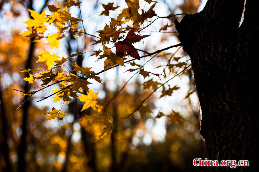 Maple leaves turn golden in Beijing- China.org.cn