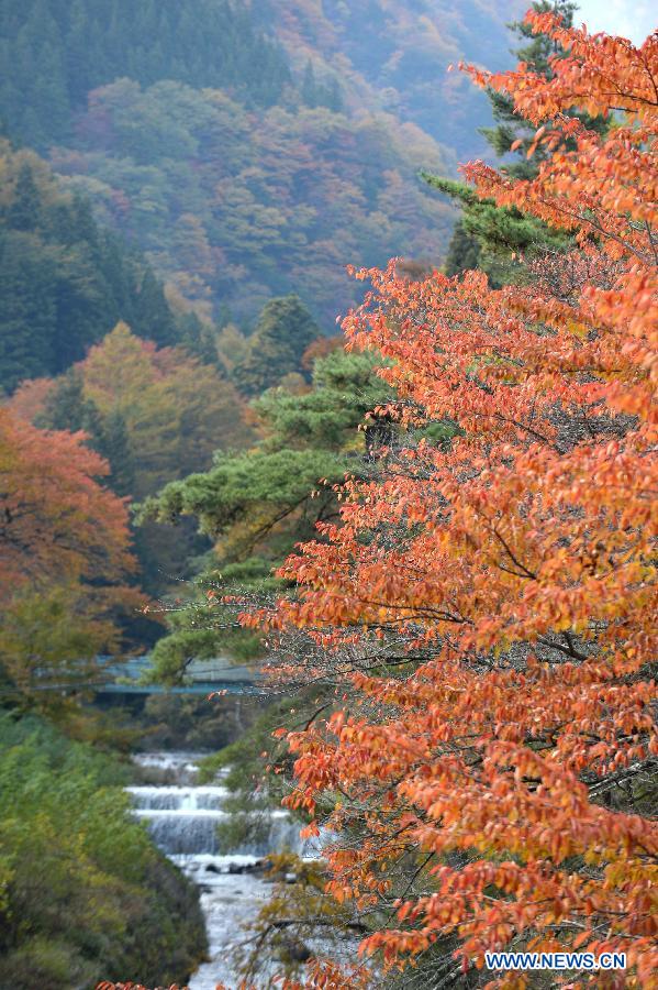 Gorgeous autumn scenery of Japan - China.org.cn