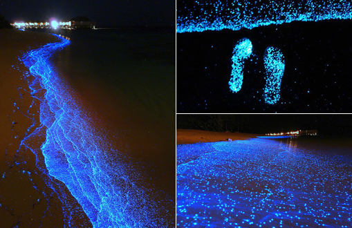 Amazing sea of stars lights up Maldives beach - China.org.cn