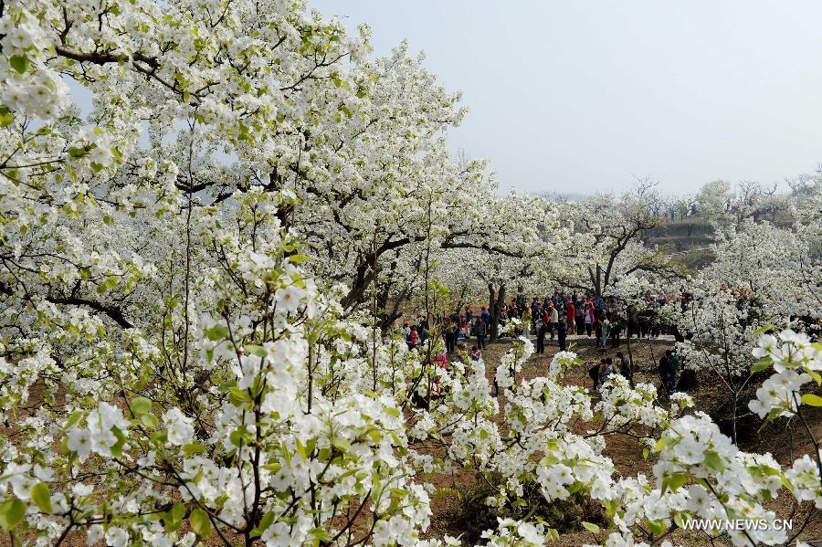 Tourists view pear blossoms in China's Tianjin - China.org.cn