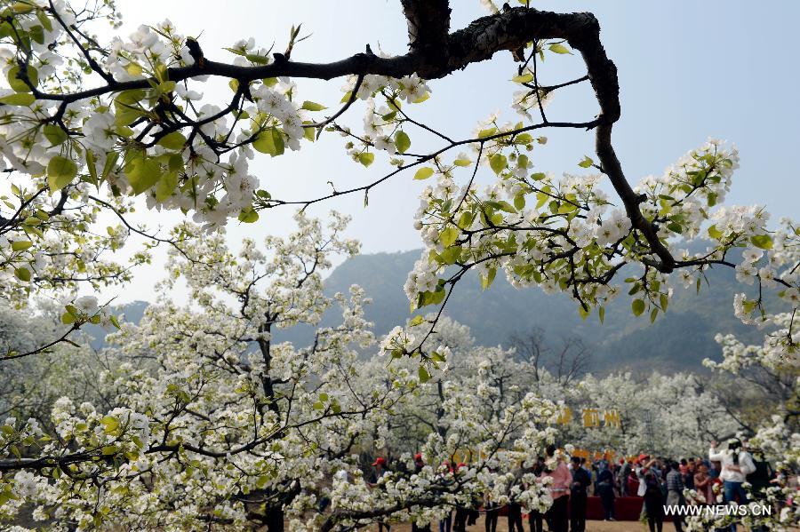 Tourists view pear blossoms in China's Tianjin - China.org.cn