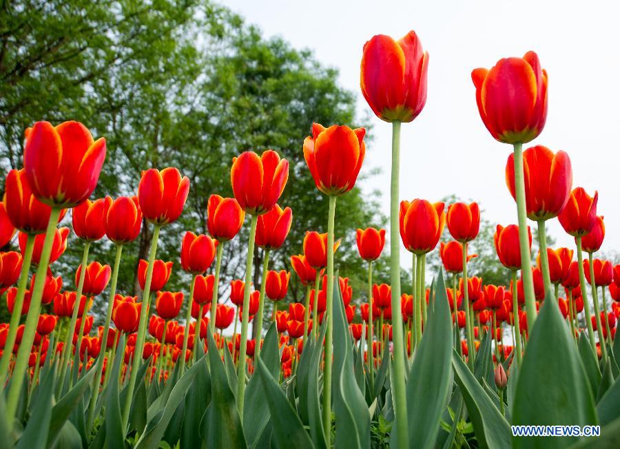 Tulip flowers blossom in Beijing - China.org.cn