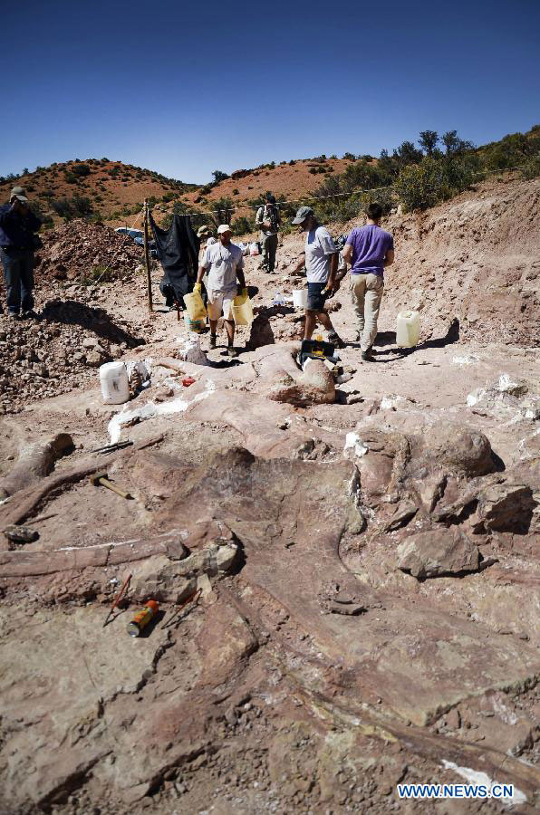 Largest known dinosaur fossil discovered in Argentina - China.org.cn