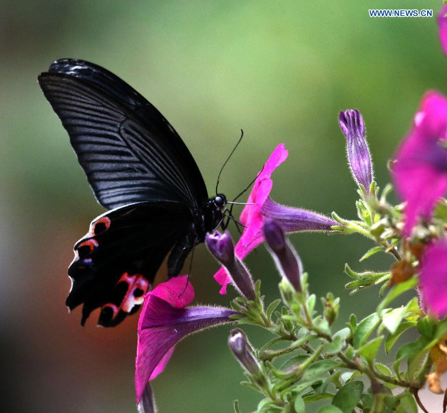 Butterflies at Nanhu Park in China's Shenyang - China.org.cn