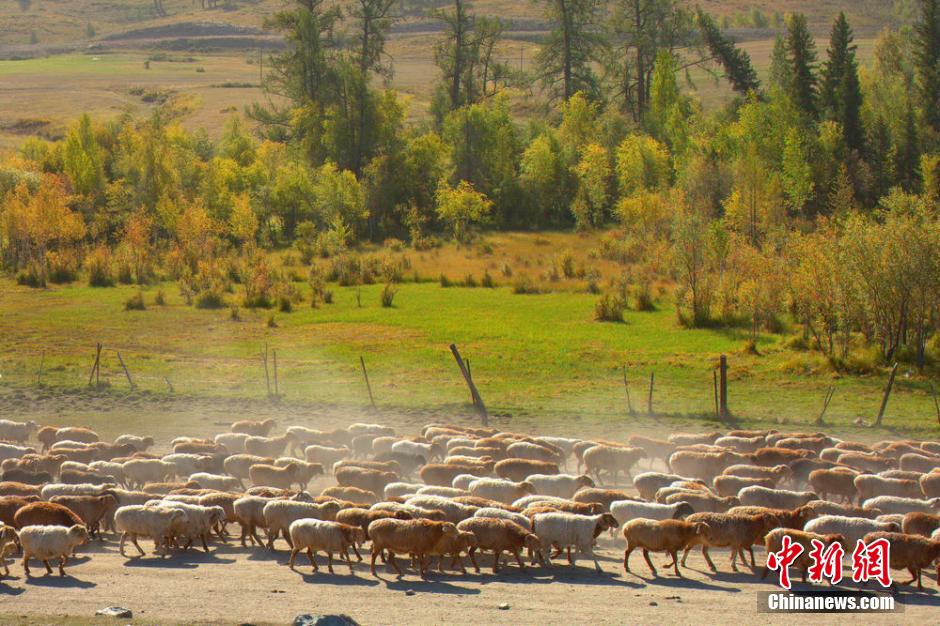 Great seasonal migration of livestock - China.org.cn