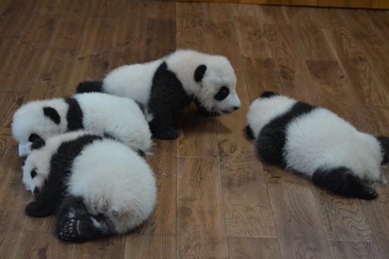 Cute panda cubs make debut - China.org.cn