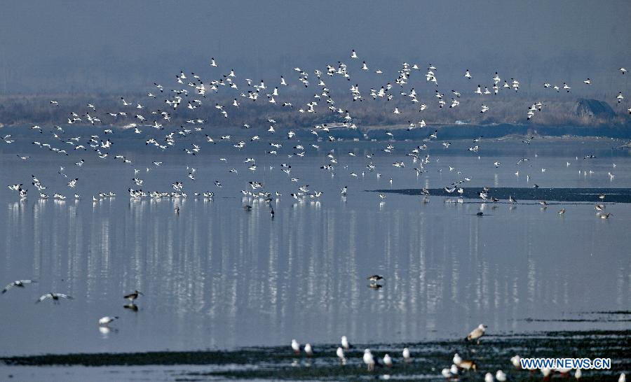 Birds fly over Qilihai Wetland in Qinhuangdao, Hebei - China.org.cn