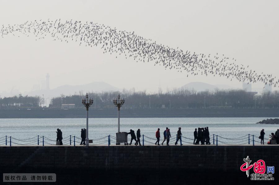 Massive flock of seagulls hover over Qingdao - China.org.cn