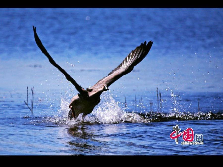 Zhalong Nature Reserve in China's Heilongjiang - China.org.cn