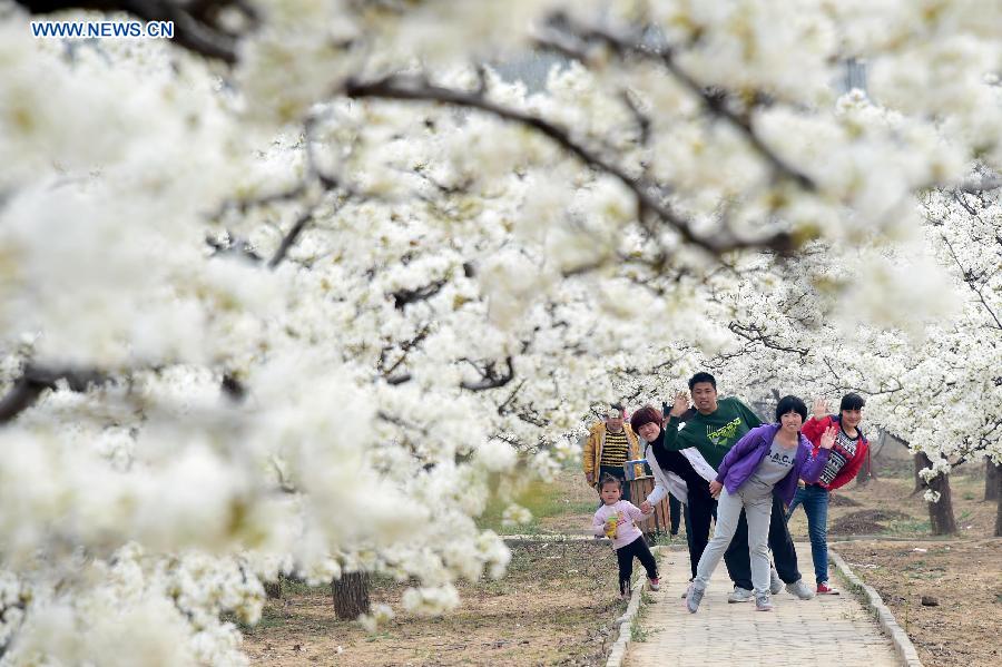 Citizens enjoy pear blossoms at forest park in China's Shandong - China ...