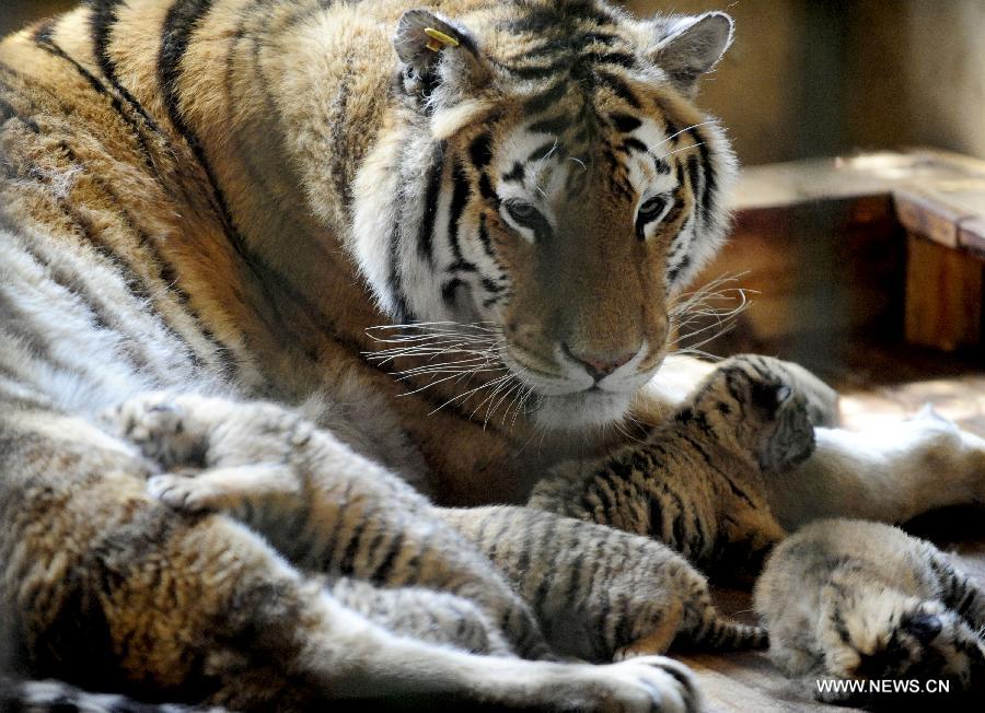 Siberian tiger gives birth to 5 cubs in Shenyang- China.org.cn