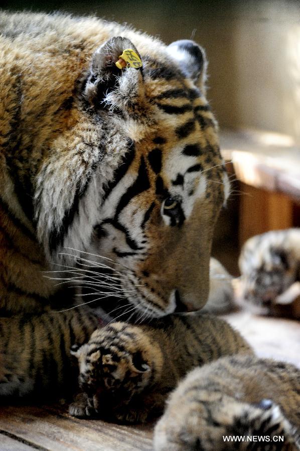 Siberian tiger gives birth to 5 cubs in Shenyang- China.org.cn