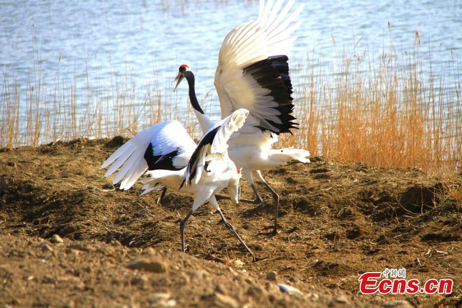 Red-crowned cranes fit in with new environment - China.org.cn