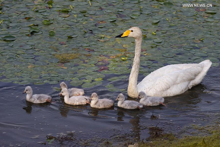 Swan family seen at wetland park in Sanmenxia of C China's Henan ...