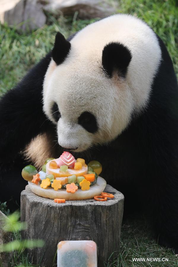 Panda Xinxin celebrates birthday in Macao- China.org.cn