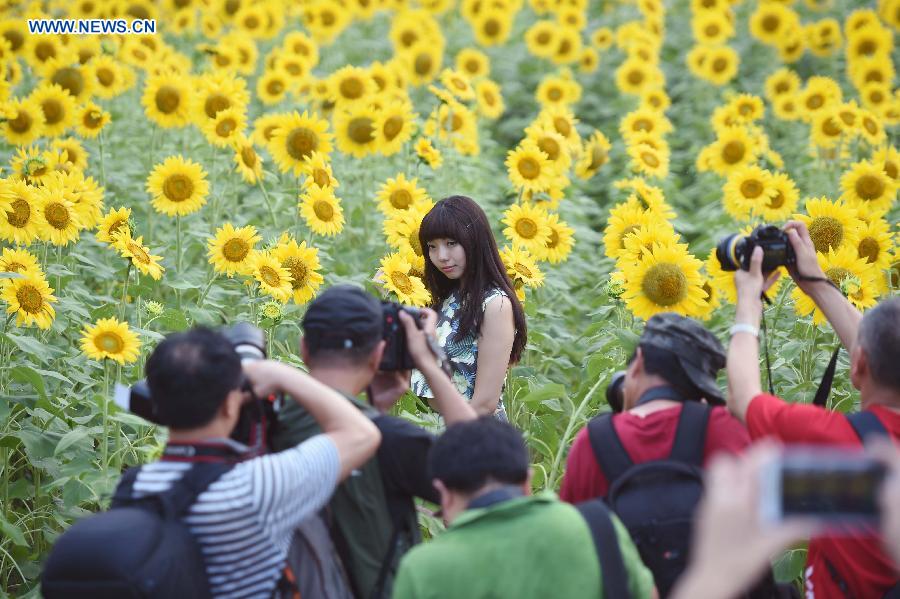 Blooming sunflowers in Beijing's Olympic Green - China.org.cn