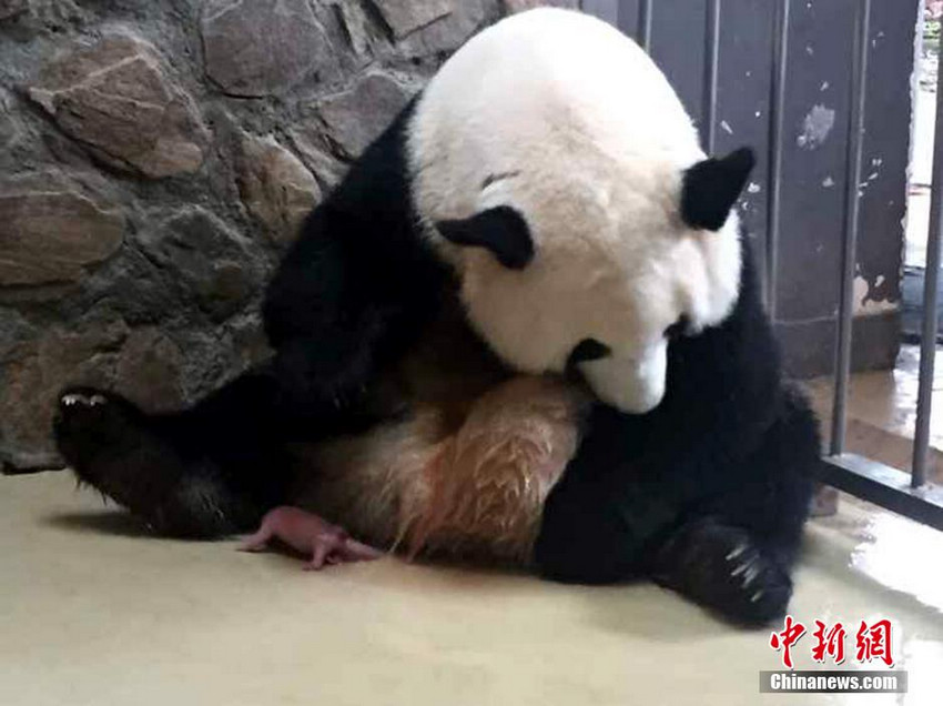 Panda gives birth to twins in Sichuan - China.org.cn