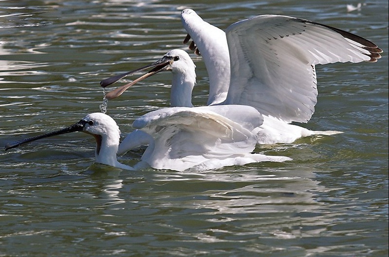 Paradise of bird: Xianghai National Nature Reserve - China.org.cn