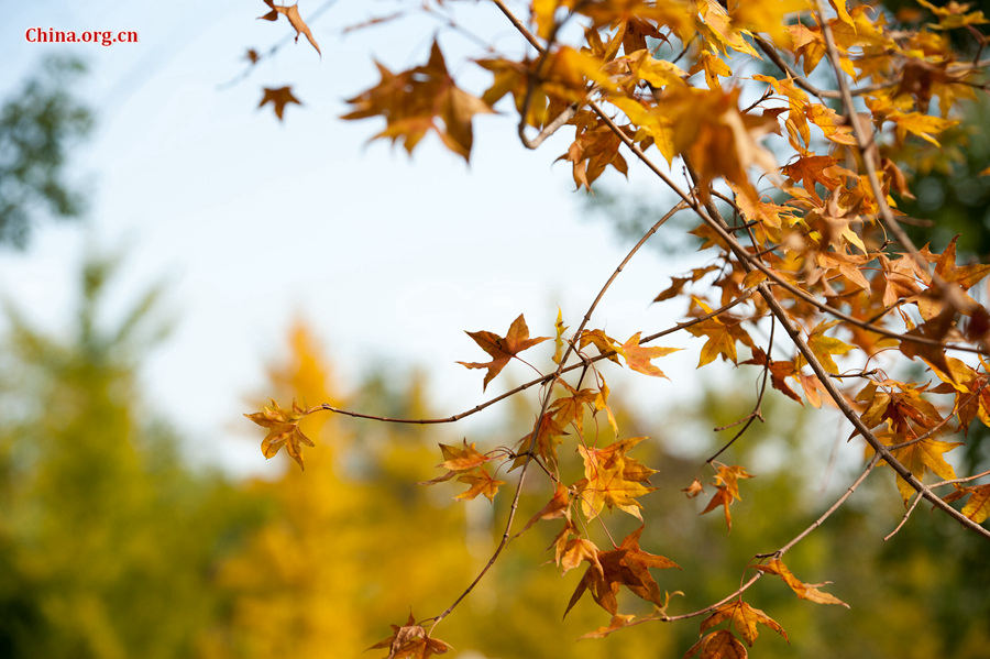 Wind clears smog, leaves turn golden- China.org.cn