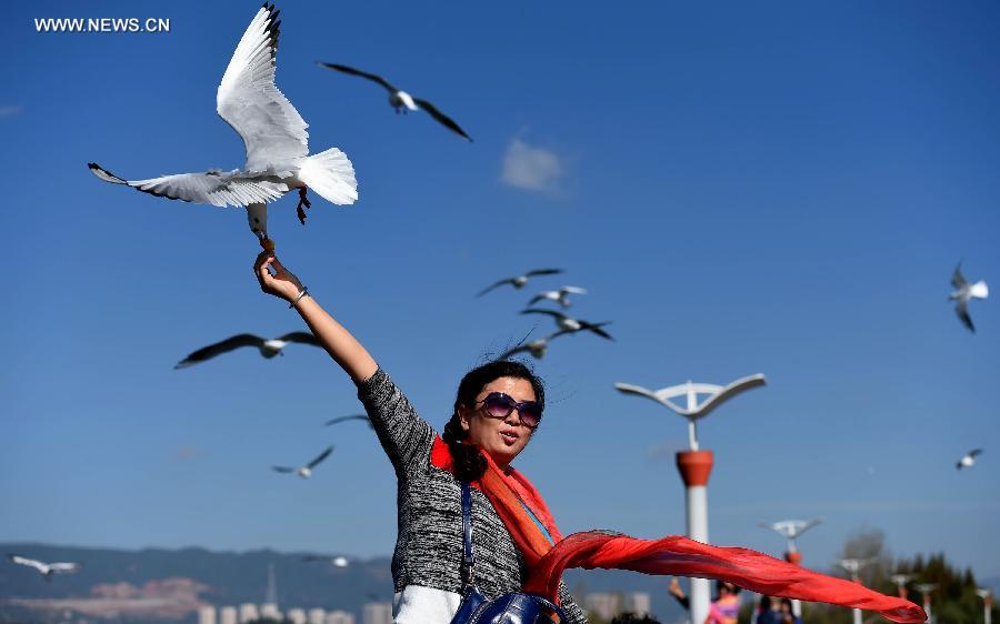 A tourist feeds a black-headed gull on the Dianchi lake in Kunming ...