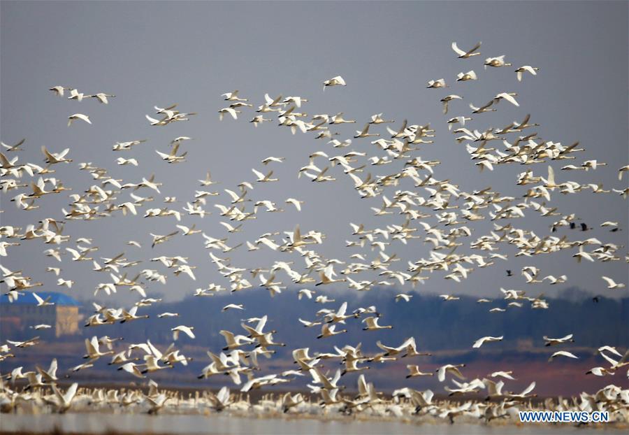 Migratory birds fly back to north after winter - China.org.cn