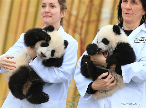 Names of 1st Canadian-born panda twins revealed - China.org.cn