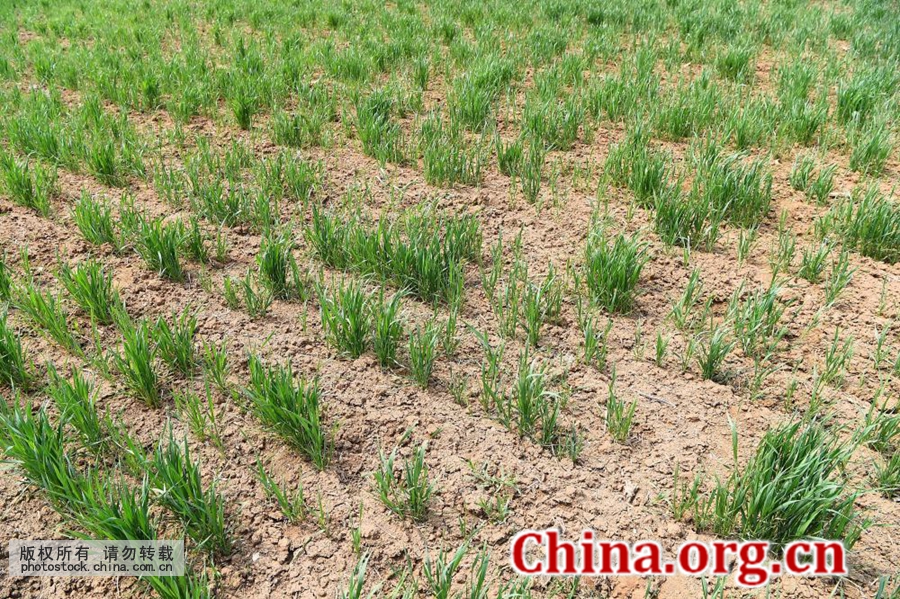 Drought hits over 6 provinces in China- China.org.cn