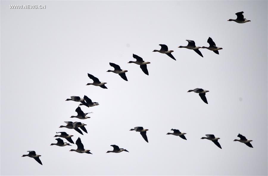 Migratory birds seen in wetlands- China.org.cn