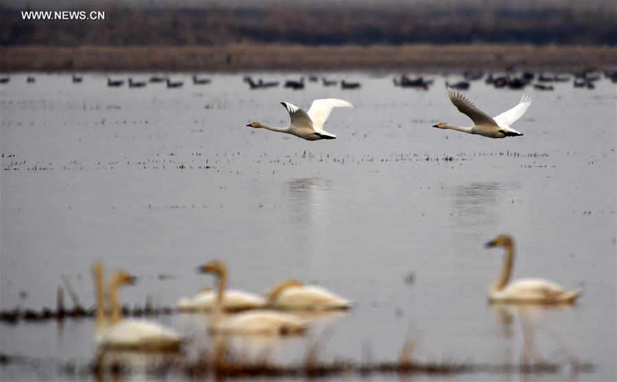 Migratory birds seen in wetlands- China.org.cn