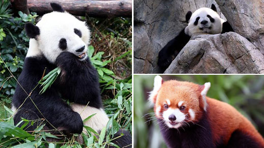 Ying Ying and Le Le: most popular stars of HK Ocean Park- China.org.cn