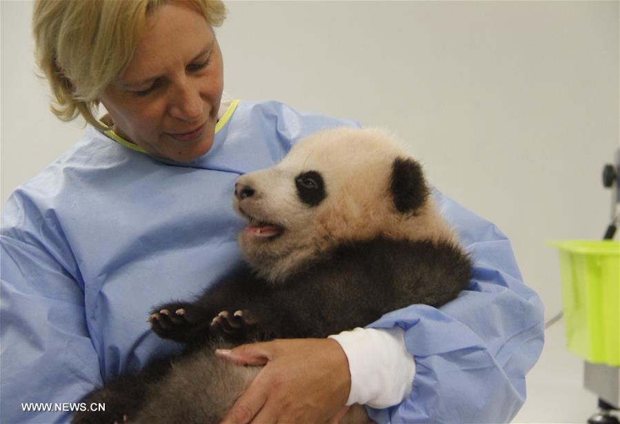 Belgium zoo names panda cub 'Tian Bao'- China.org.cn