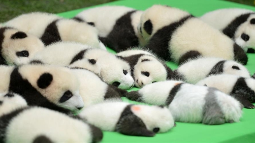 Baby giant pandas debut in Chengdu- China.org.cn