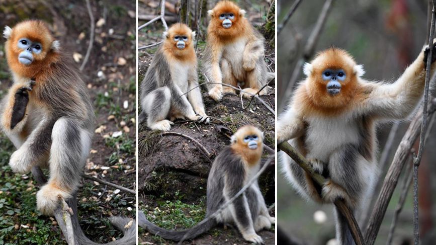 Snub-nosed monkeys in C. China- China.org.cn