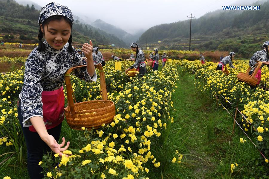 Chrysanthemum flowers in harvest season- China.org.cn