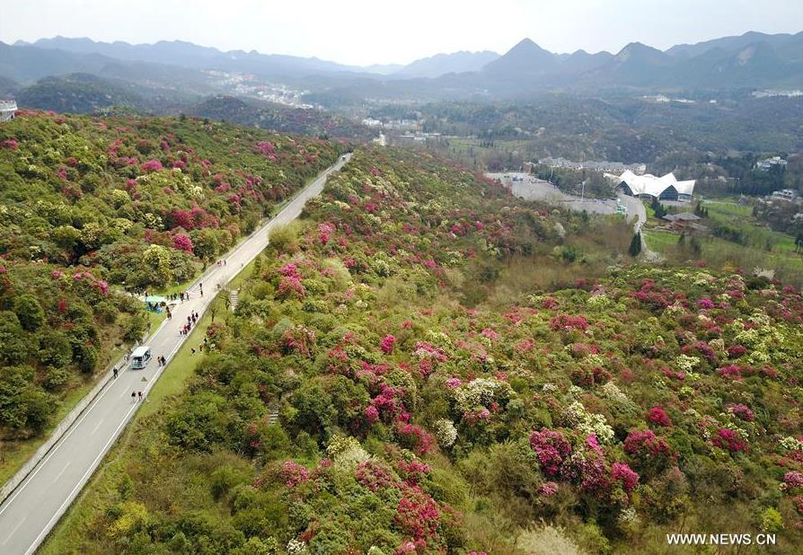 Scenery of One Hundred Mile Azalea Forest in Guizhou - China.org.cn