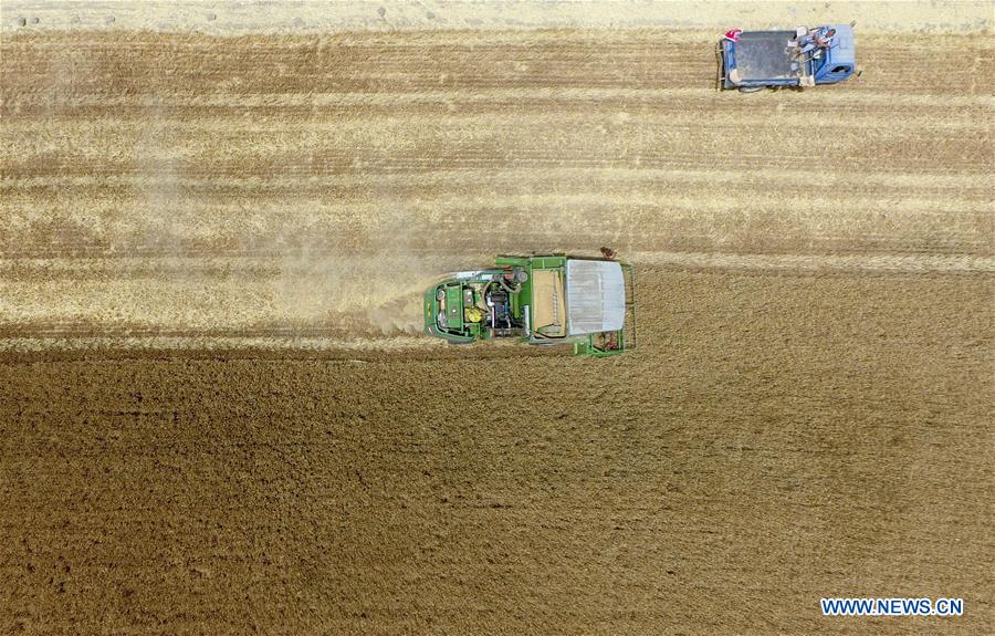 Harvesters collect wheat in China's Hebei- China.org.cn