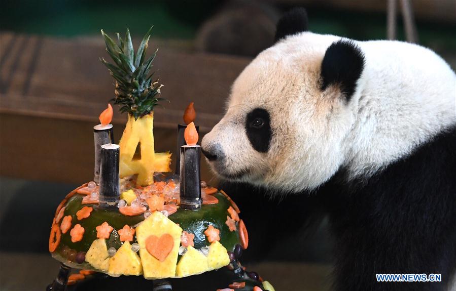 4th birthday of giant panda 'Yuan Zai' celebrated- China.org.cn