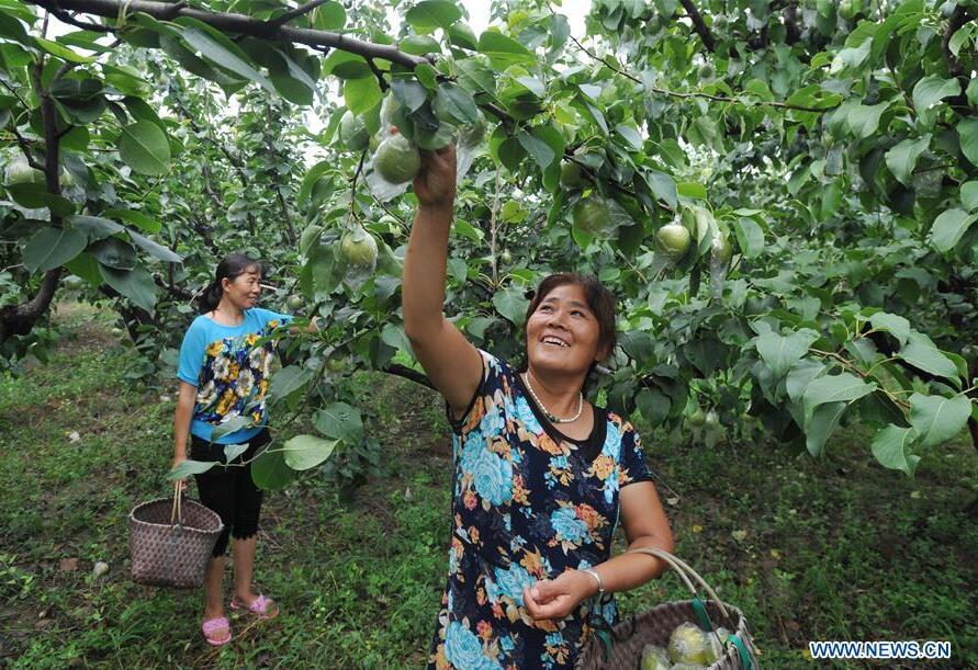 Farmers harvest pears in Hebei- China.org.cn