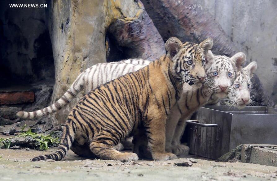 Tiger triplets meet public at Jinan Zoo- China.org.cn