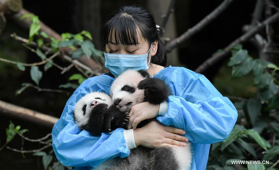 Panda cubs meet public in Sichuan- China.org.cn